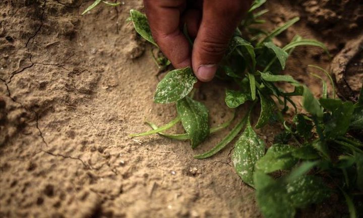 كيف يفتك الاحتلال بمحاصيل غزة الزراعية ؟