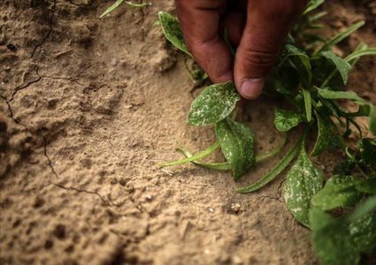 كيف يفتك الاحتلال بمحاصيل غزة الزراعية ؟