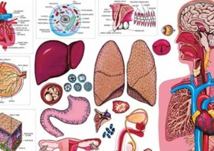 هكذا ستتم زراعة الأعضاء البشرية (فيديو)