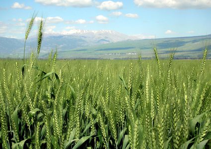 مصر تسمح بتوريد القمح لغزة للمرة الأولى