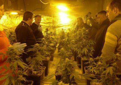 ضبط 2 كغم ماريجوانا في الخليل