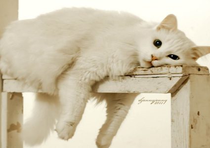 الحيوانات تشعر بالملل أيضاً!