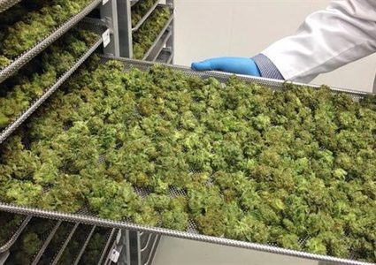 ضبط 2 كيلو غرام من الماريجوانا في الخليل