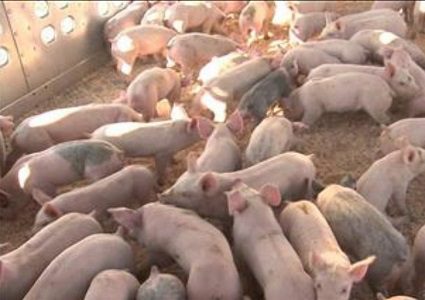 خنازير الاحتلال تستنزف مزارع الأردنيين