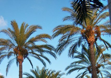 سماد عضوي "فاسد" يقتل نخيل أريحا !