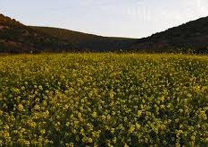 الاحتلال "يخطر زيتون" واد قانا