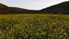 الاحتلال "يخطر زيتون" واد قانا