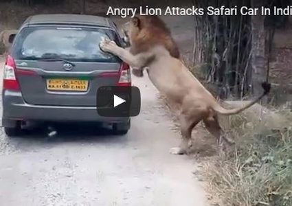 اسد يهاجم سيارة في محمية طبيعية بالهند