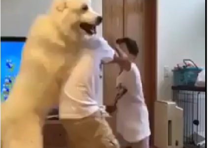 كلب يفض شجار بين أخوين