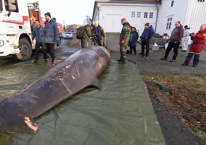 البلاستيك يقتل حوت قرب جزيرة جزيرة سوترا