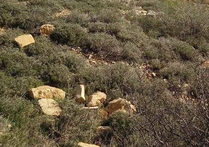 مستوطنون يقتلعون 400 شتلة زيتون غربي الخضر