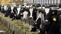 وزارة الزراعة تحذر من مرض الحمى القلاعية في غزة