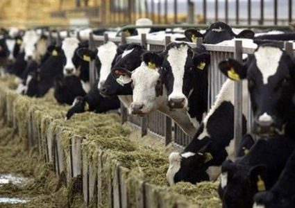 وزارة الزراعة تحذر من مرض الحمى القلاعية في غزة