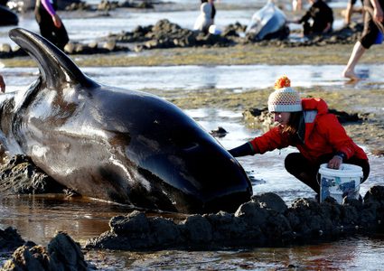 انتحار جماعي للحيتان في نيوزلندا