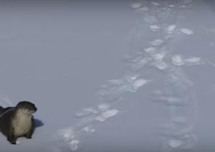 ثعلب ماء يتمتع بالتزحلق على الثلج