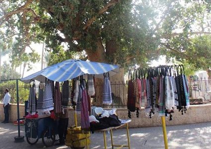 شجرة الجميز المقدسة..أكبر شجرة معمرة في أريحا