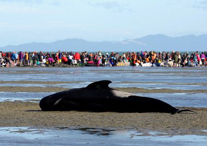 إنقاذ عشرات الحيتان في شواطئ نيوزيلندا