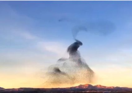 رقصة ل طيور الزرزور