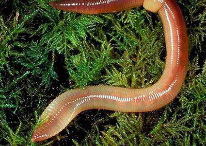 وداعاً للسمنة...