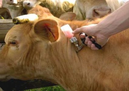 "الزراعة" تنقذ الثروة الحيوانية في غزة