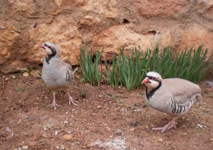 "الشنار"  غائب عن الأرض... حاضر في الذاكرة
