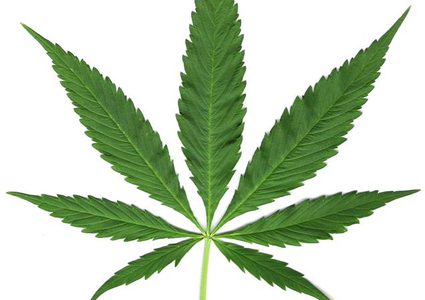 مزرعة حشيش في مكان لا يخطر على البال