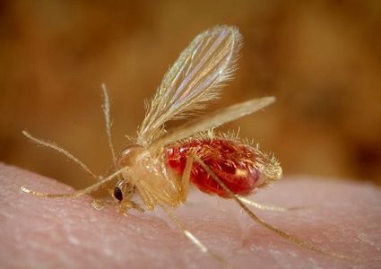 "ذبابة أريحا" تغزو طوباس مجددا