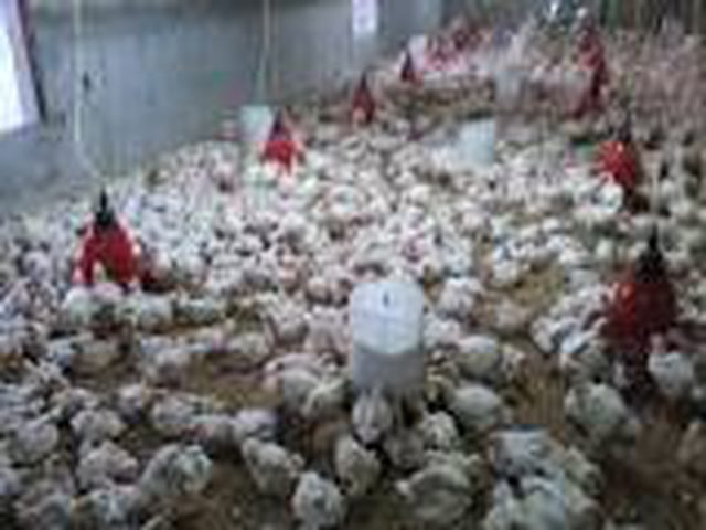 مطالبات بوقف قرار استيراد اللاحم الإسرائيلي