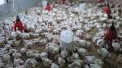 مطالبات بوقف قرار استيراد اللاحم الإسرائيلي