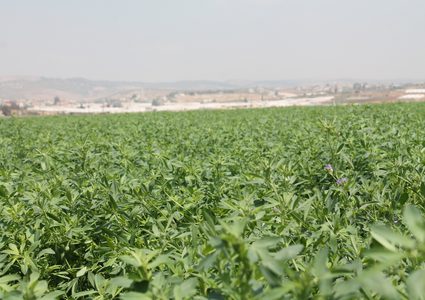 اخضرار سهل مرج بن عامر على مدار العام