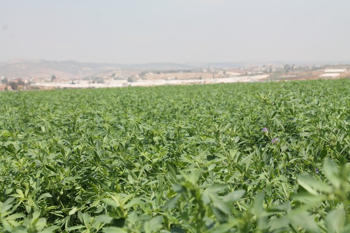 اخضرار سهل مرج بن عامر على مدار العام