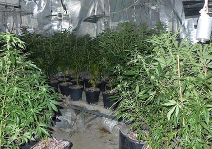 الشرطة تضبط أكبر مستنبت ومعمل لإنتاج المخدرات