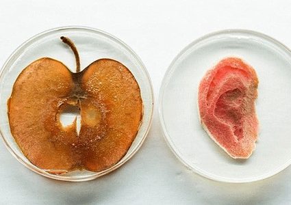 كندي يصنع أذنا بشرية من التفاح