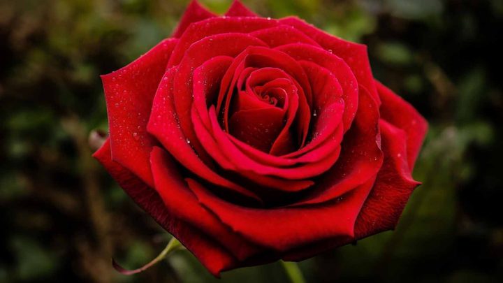 باحثون يحولون وردة إلى بطارية