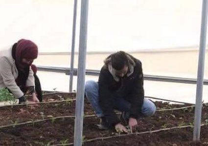 سابقة ... زراعة "البروكلي المحمية" في طولكرم (صور)