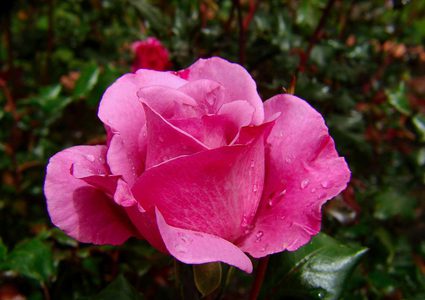 تحويل وردة إلى بطارية