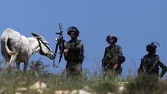 الاحتلال يستولي على خمسة حمير في الأغوار