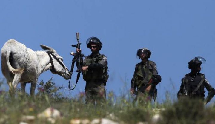 الاحتلال يستولي على خمسة حمير في الأغوار