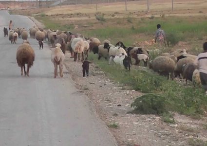 الاحتلال يستهدف رعاة الأغنام جنوب القطاع