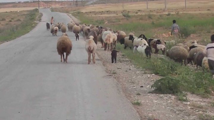 الاحتلال يستهدف رعاة الأغنام جنوب القطاع