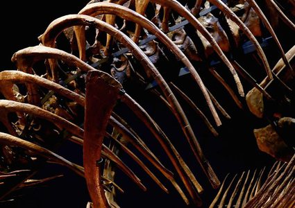 مطالبات للمغرب باستعادة هيكل عظمي لديناصور