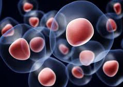 "أجنة اصطناعية" من الفئران باستخدام خلايا جذعية