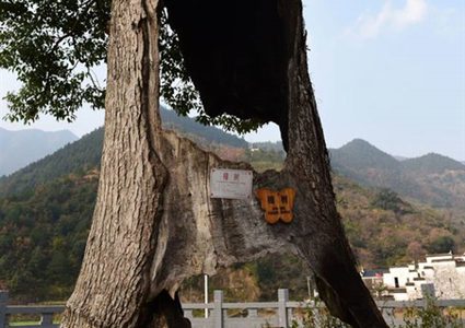 صاعقة تضرب شجرة وتحرقها..شاهد