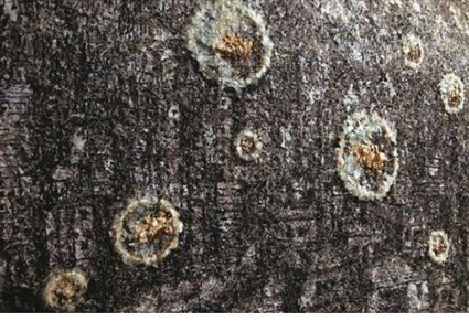 معرض "باراتوبيا" لـ شربل صامويل عون