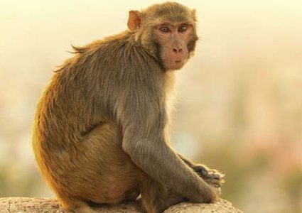 القردة تتكلم في عالم البشرية