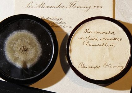 عيّنة نادرة من العفن تباع بـ 15 ألف دولار