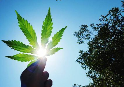 جدل بشأن علاج السرطان بـ "الحشيش"