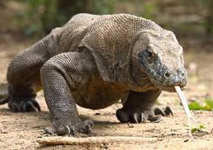 دم التنانين دواء