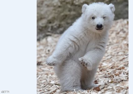 موت دب قطبي الماني مشهور