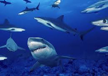 الأسماك في خطر بسبب الاحتباس الحراري